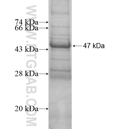 CYBA fusion protein Ag13071 SDS-PAGE