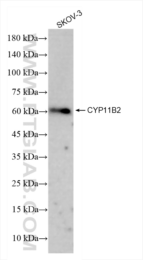 WB analysis of SKOV-3 using 83930-1-RR