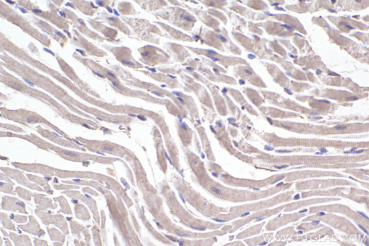 IHC staining of mouse heart using 67033-1-Ig (same clone as 67033-1-PBS)