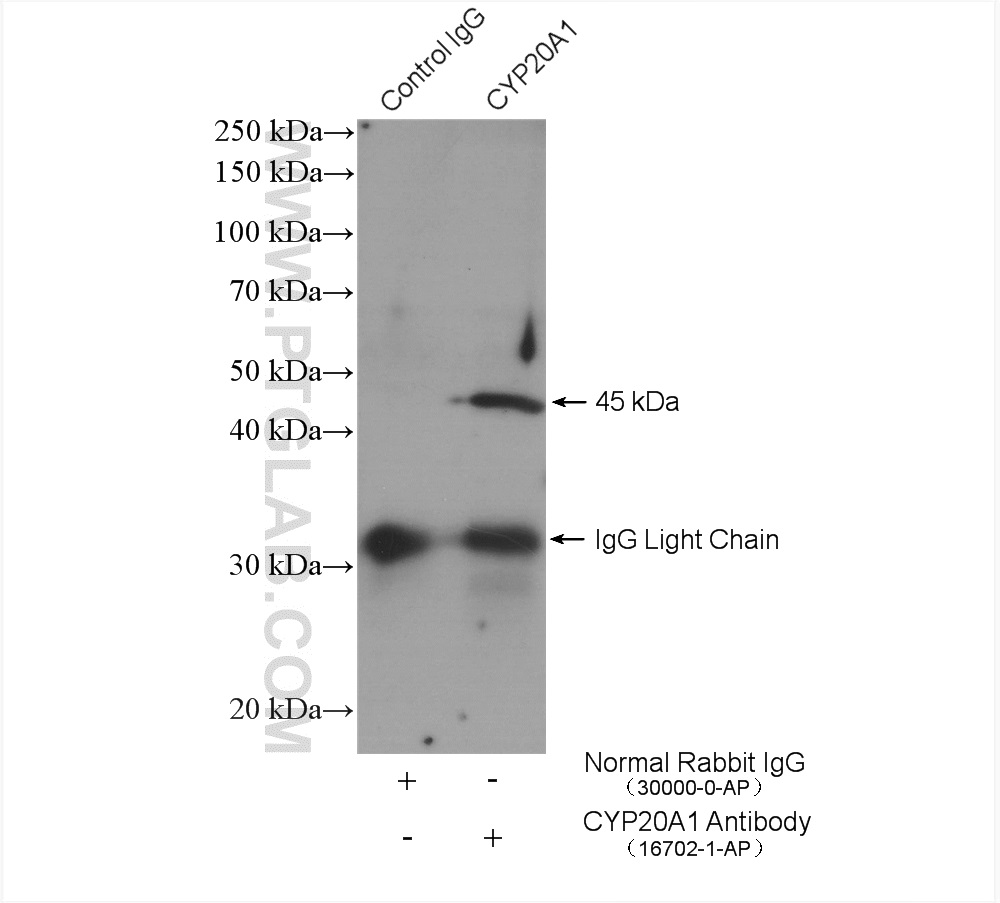 IP experiment of MCF-7 using 16702-1-AP