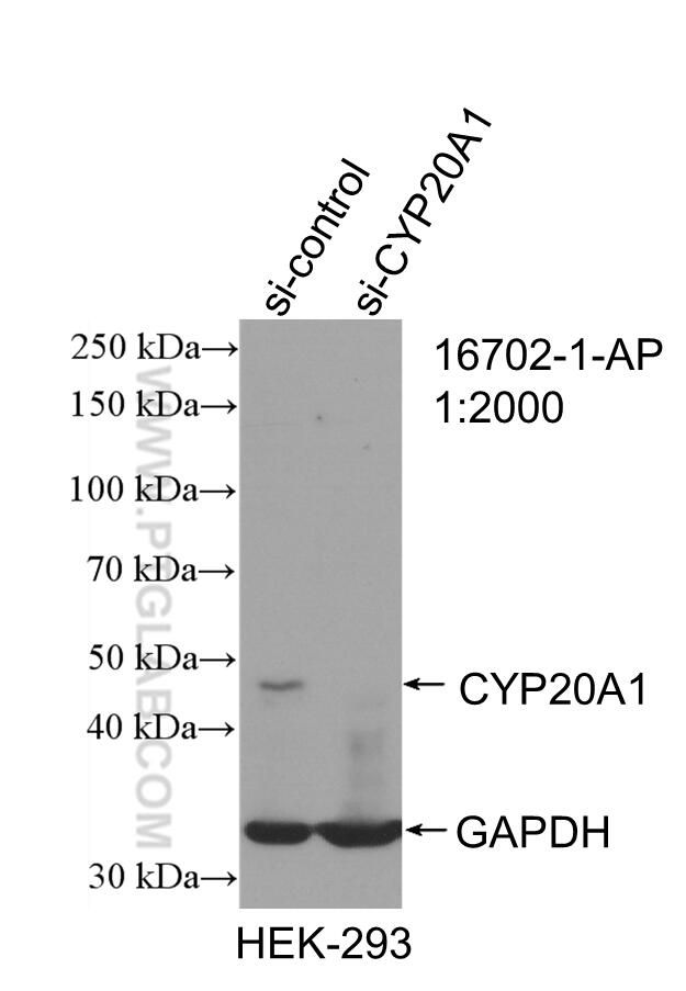 WB analysis of HEK-293 using 16702-1-AP