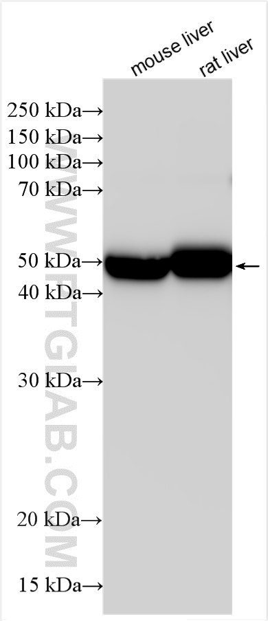 WB analysis using 16355-1-AP