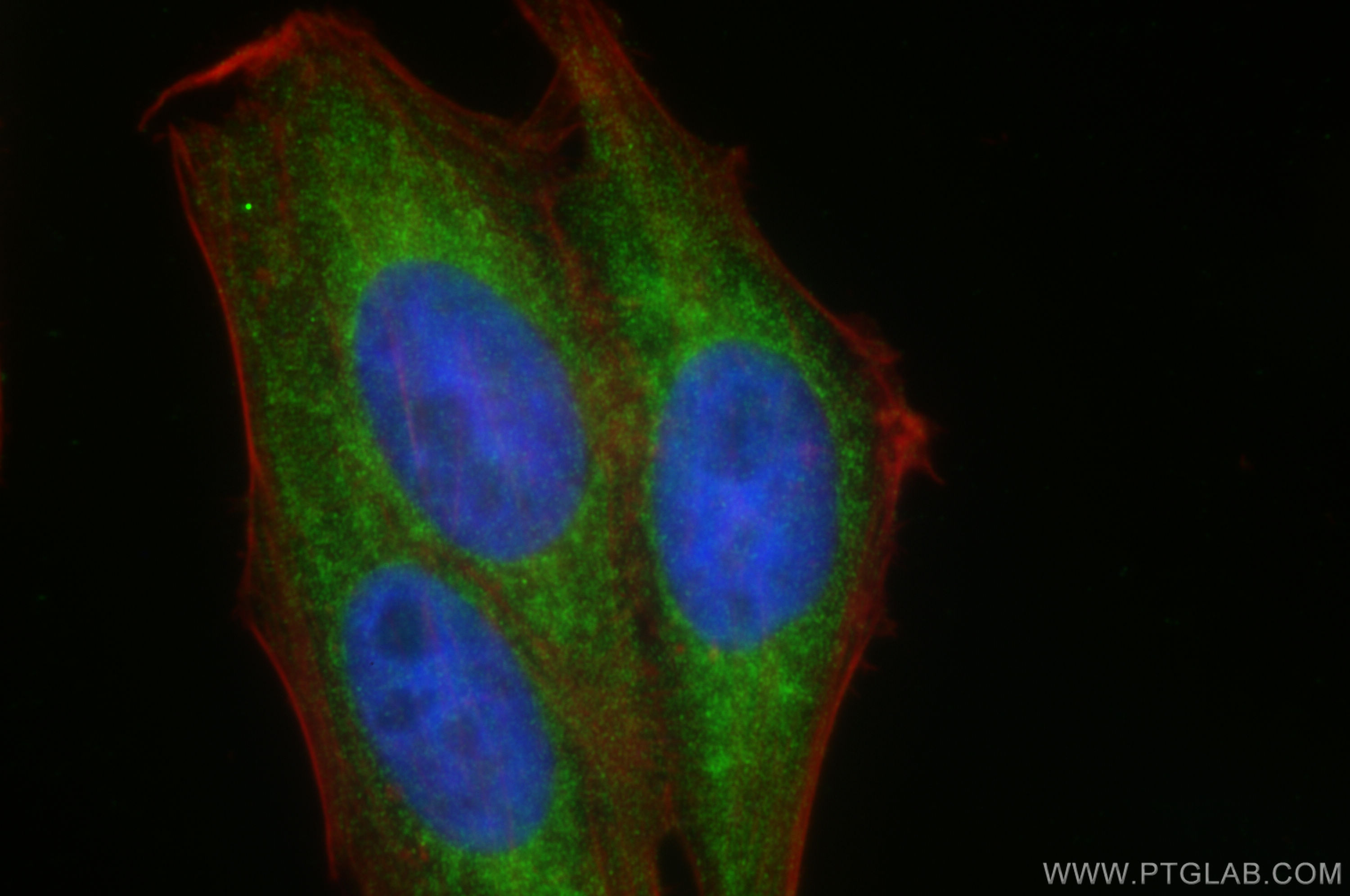 IF Staining of HepG2 using 19937-1-AP