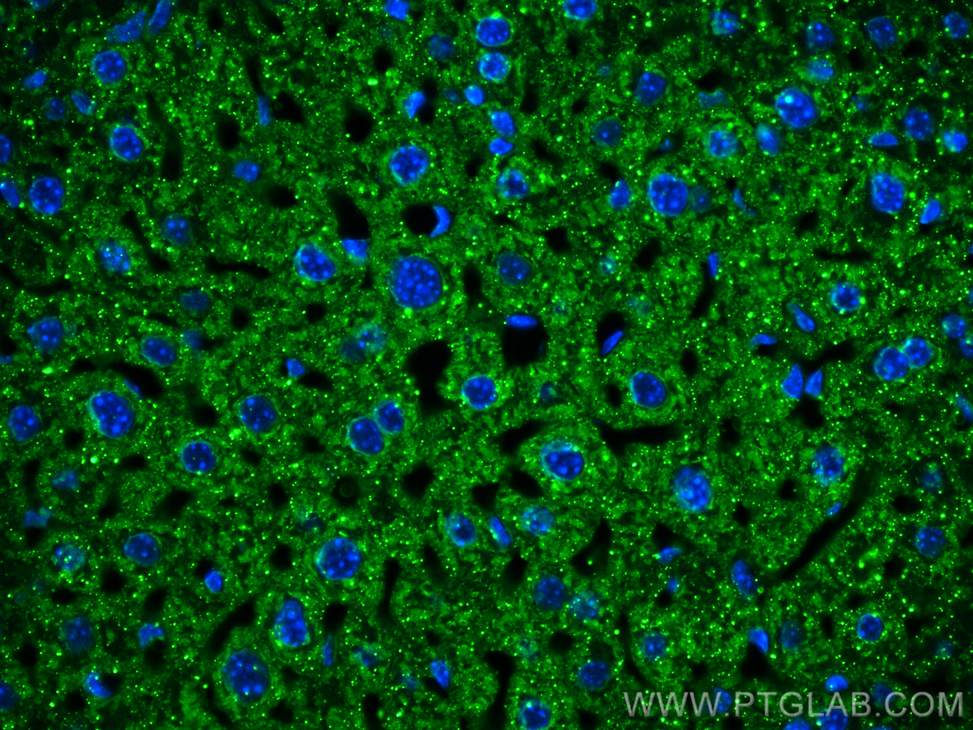 IF Staining of mouse liver using 67263-1-Ig (same clone as 67263-1-PBS)