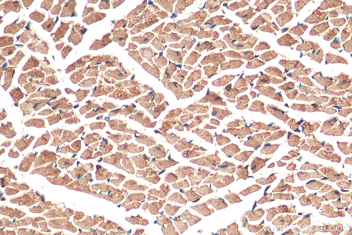 IHC staining of mouse heart using 13562-1-AP