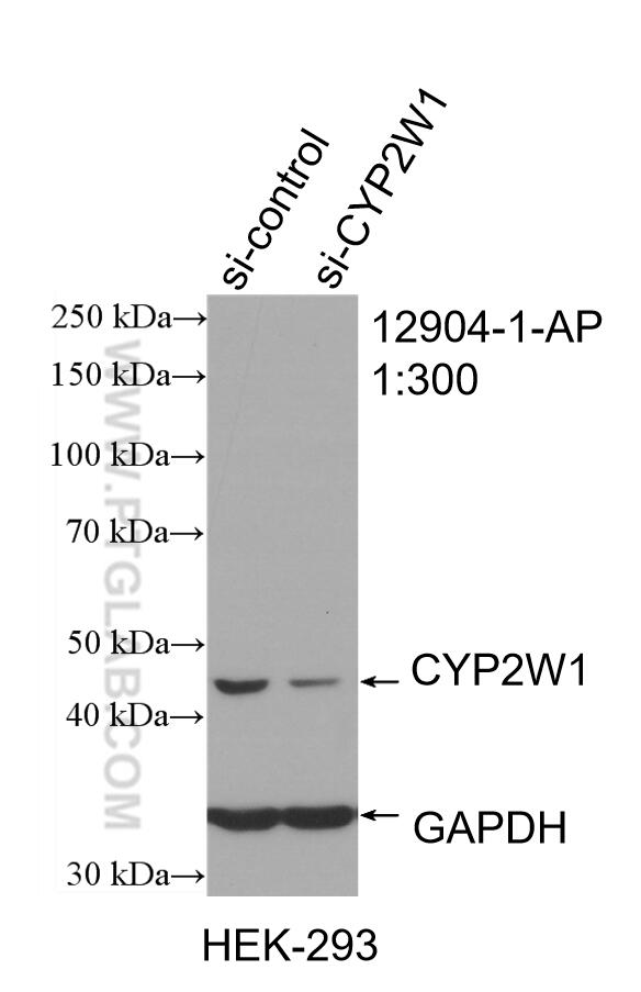 WB analysis of HEK-293 using 12904-1-AP