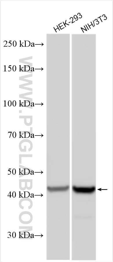 WB analysis using 12904-1-AP