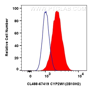 FC experiment of HUVEC using CL488-67419