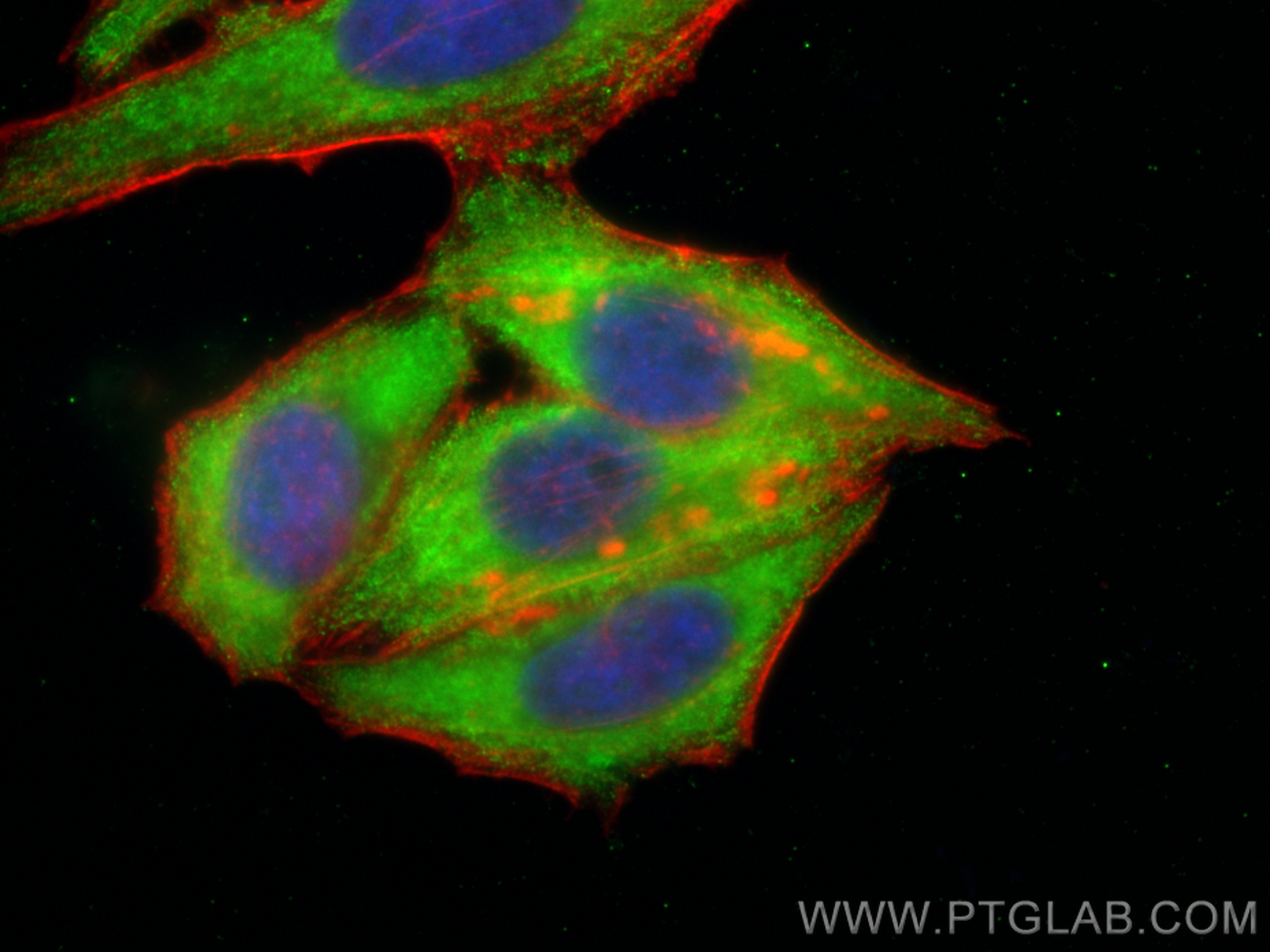 IF Staining of HepG2 using CL488-67419