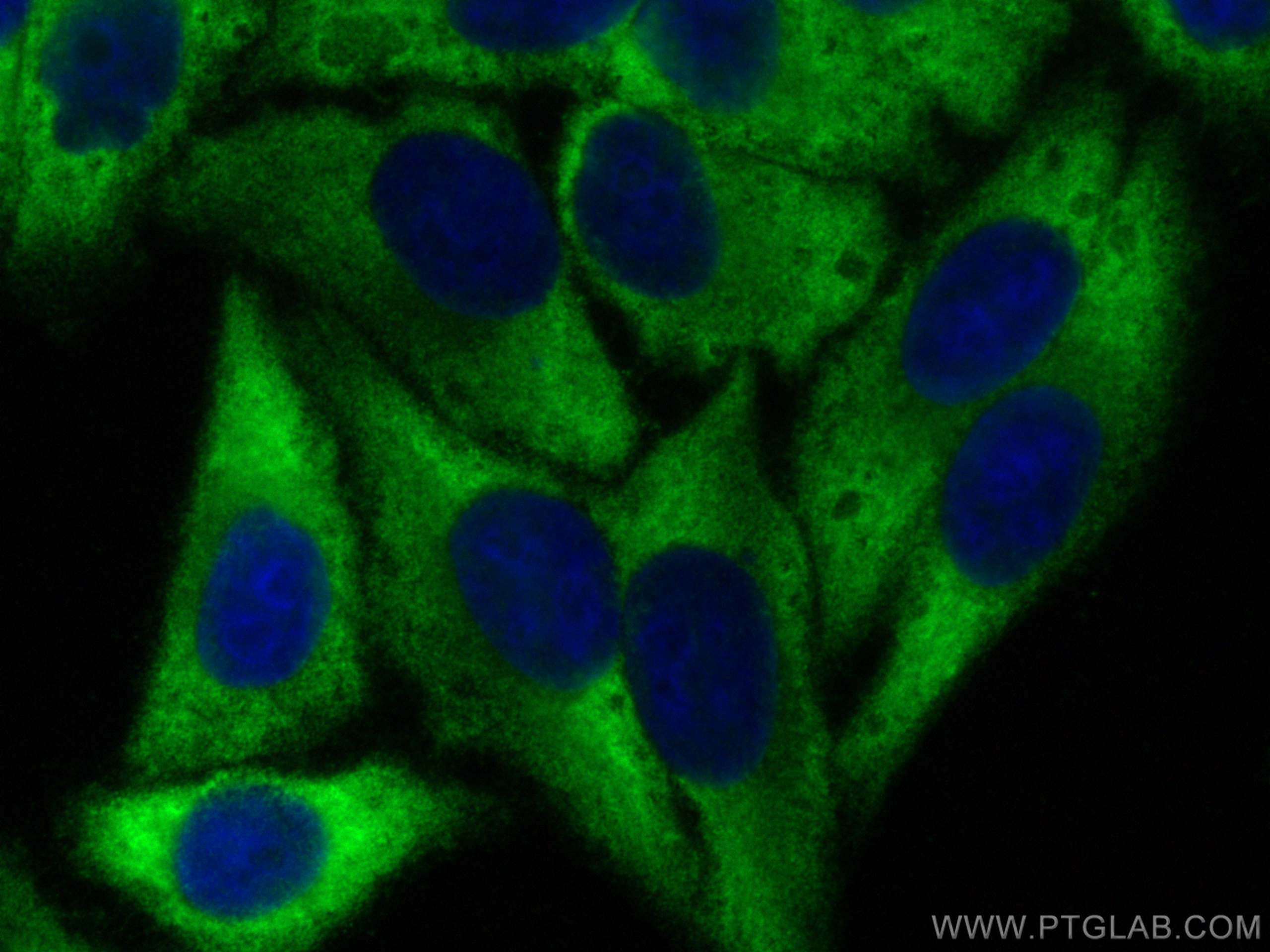 IF Staining of HepG2 using 55428-1-AP