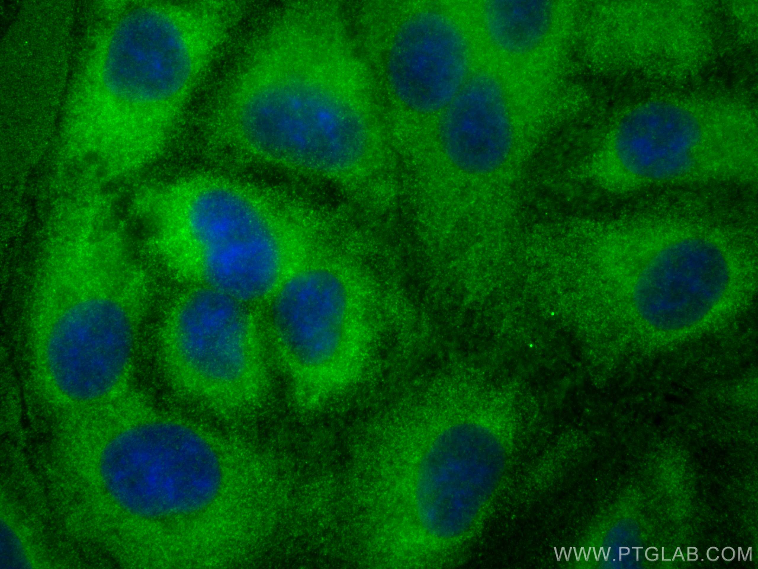 IF Staining of A549 using 12286-1-AP