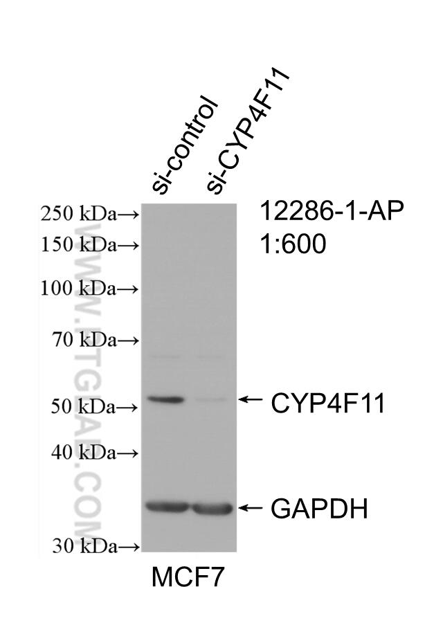 WB analysis of MCF-7 using 12286-1-AP