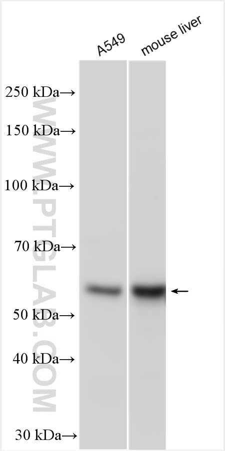 WB analysis using 12286-1-AP