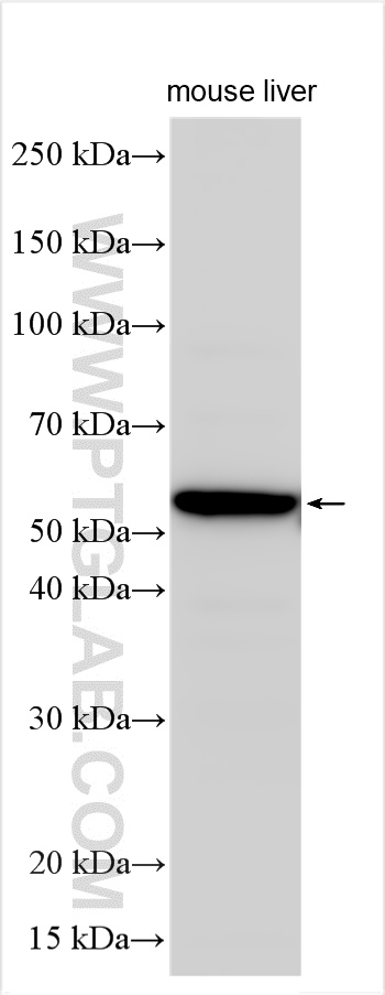 WB analysis using 13826-1-AP