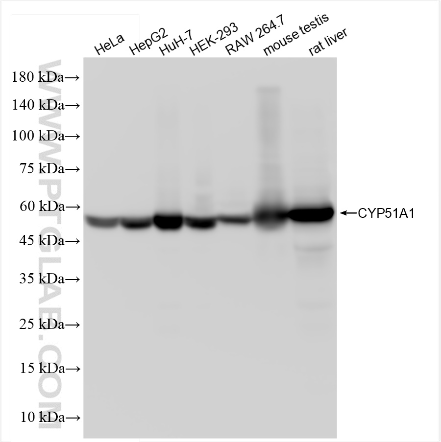 WB analysis using 84705-4-RR (same clone as 84705-4-PBS)