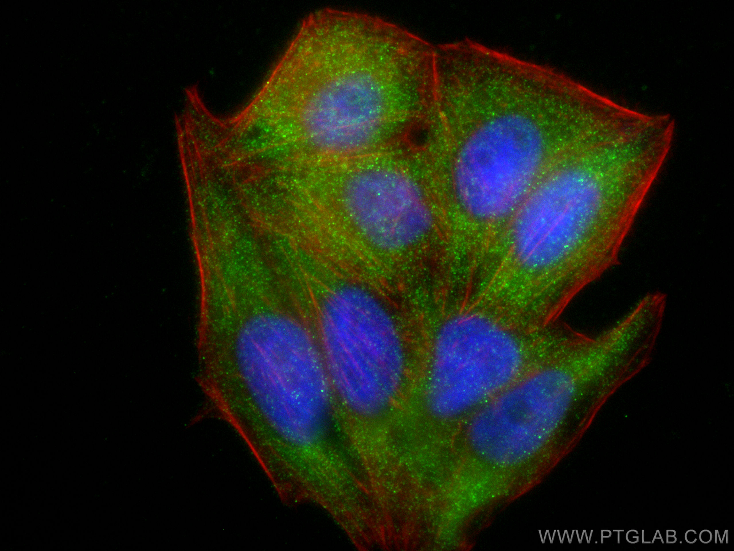 IF Staining of HepG2 using 82927-1-RR