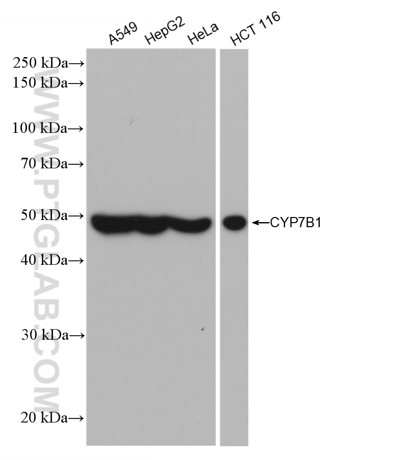 WB analysis using 82927-1-RR