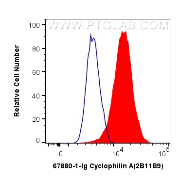 Cyclophilin A