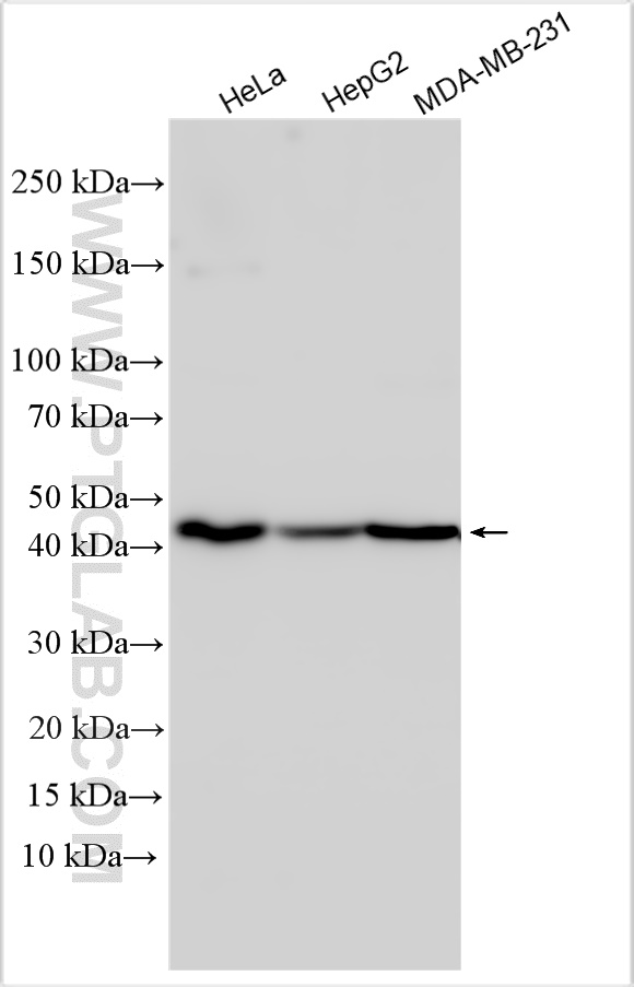 WB analysis using 55090-1-AP