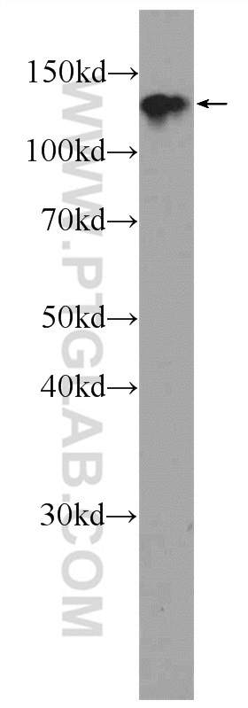 WB analysis of NIH/3T3 using 25390-1-AP