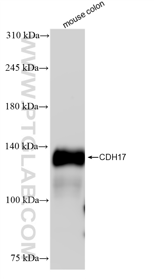 WB analysis of mouse colon using 83793-5-RR (same clone as 83793-5-PBS)