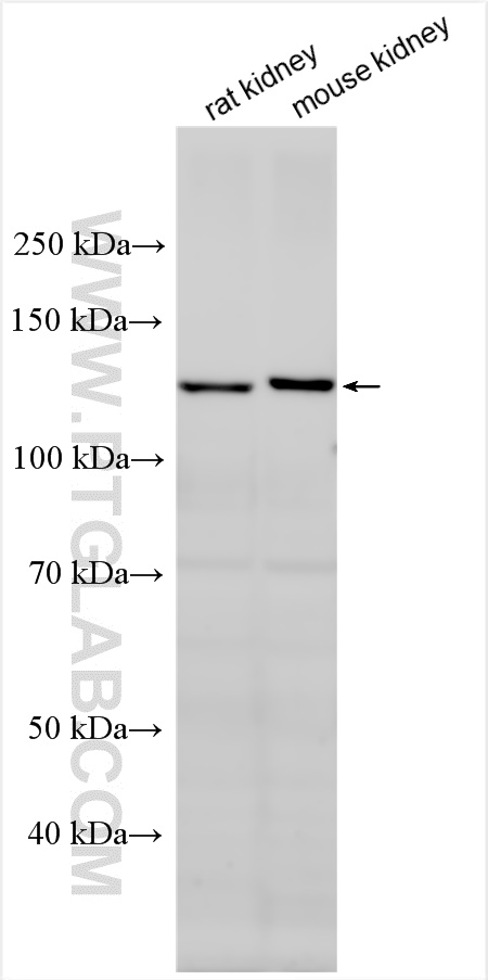 WB analysis using 27703-1-AP