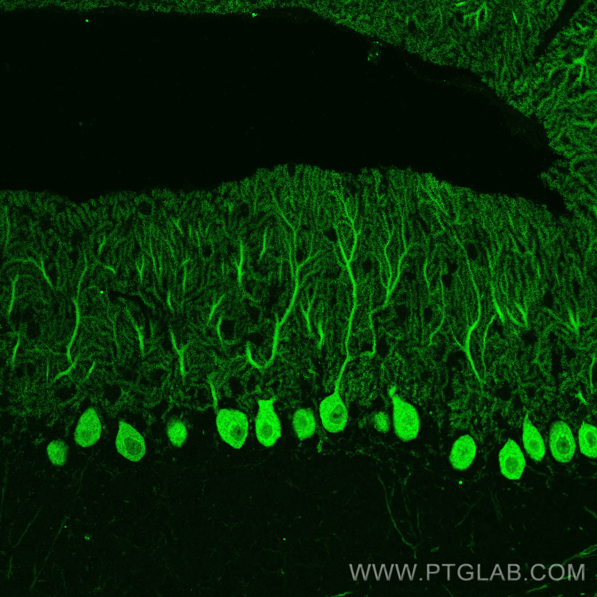 IF Staining of mouse cerebellum using 66394-1-Ig