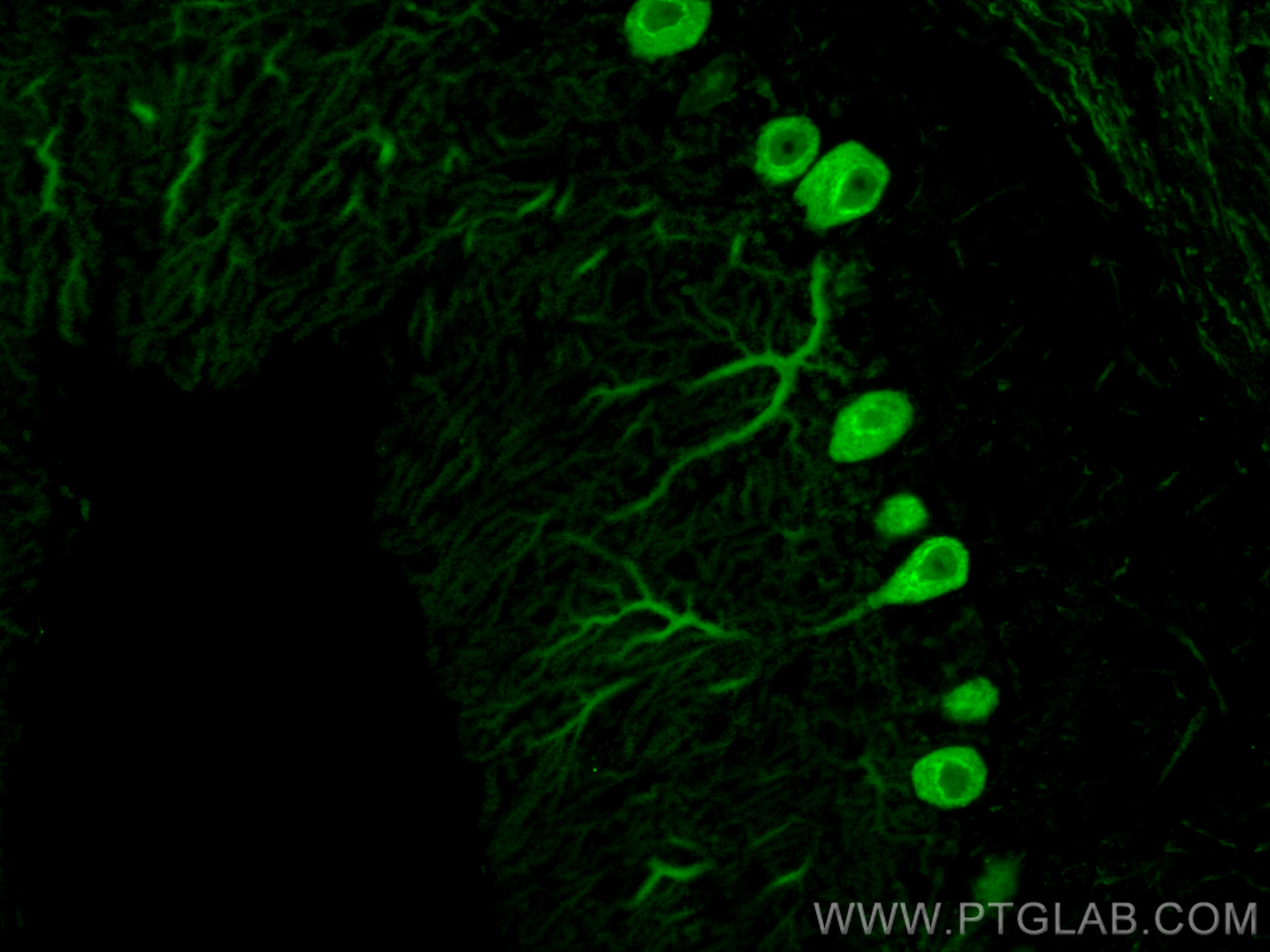 IF Staining of mouse cerebellum using CL488-66394