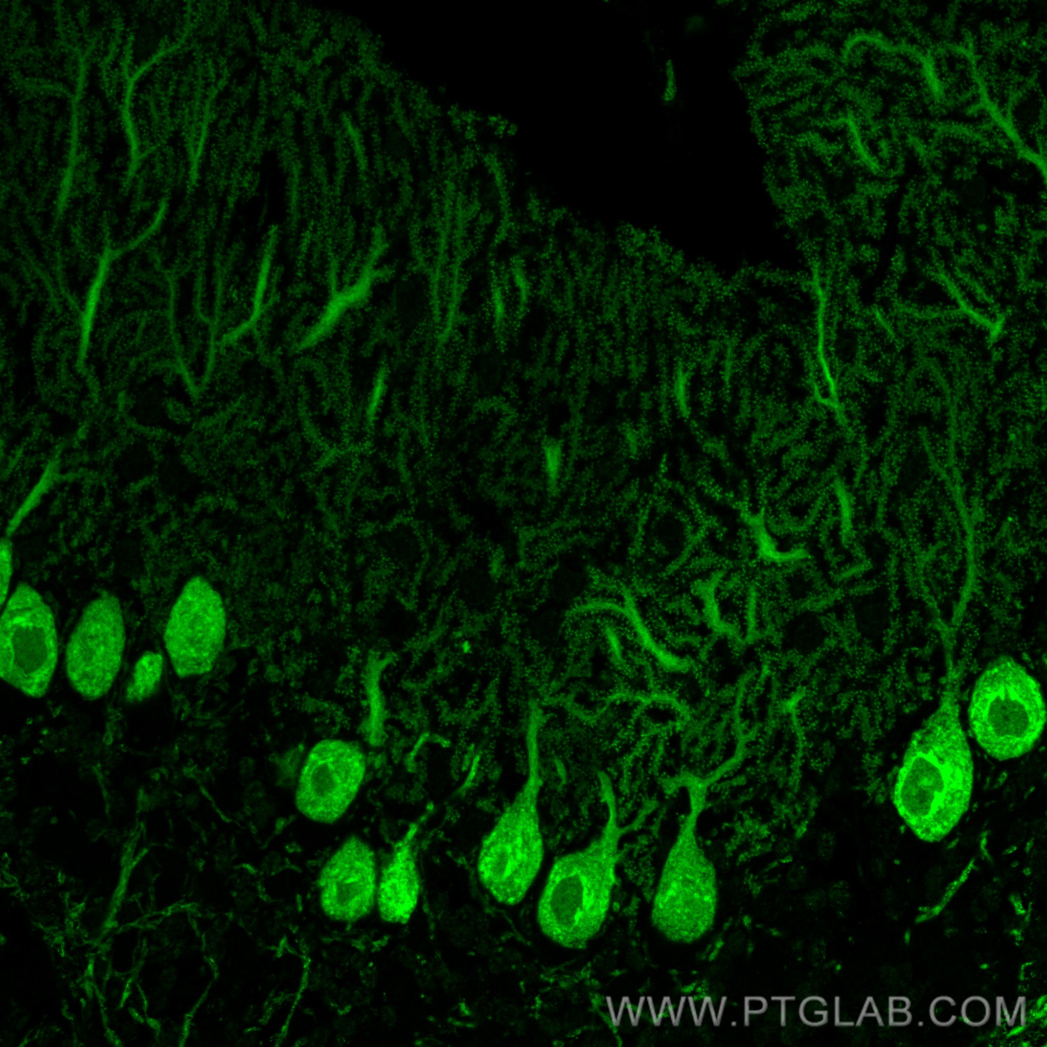 IF Staining of mouse cerebellum using CL488-66394