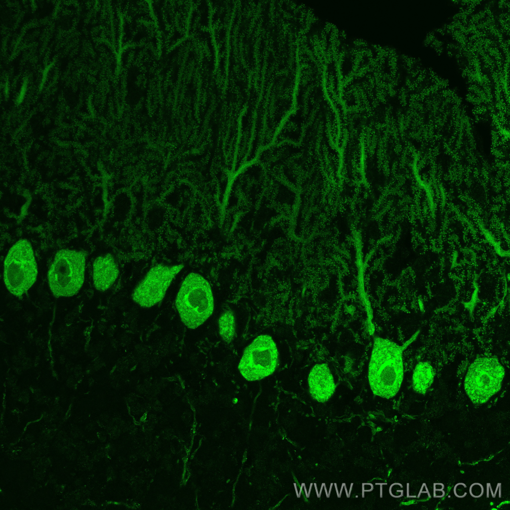 IF Staining of mouse cerebellum using CL488-66394