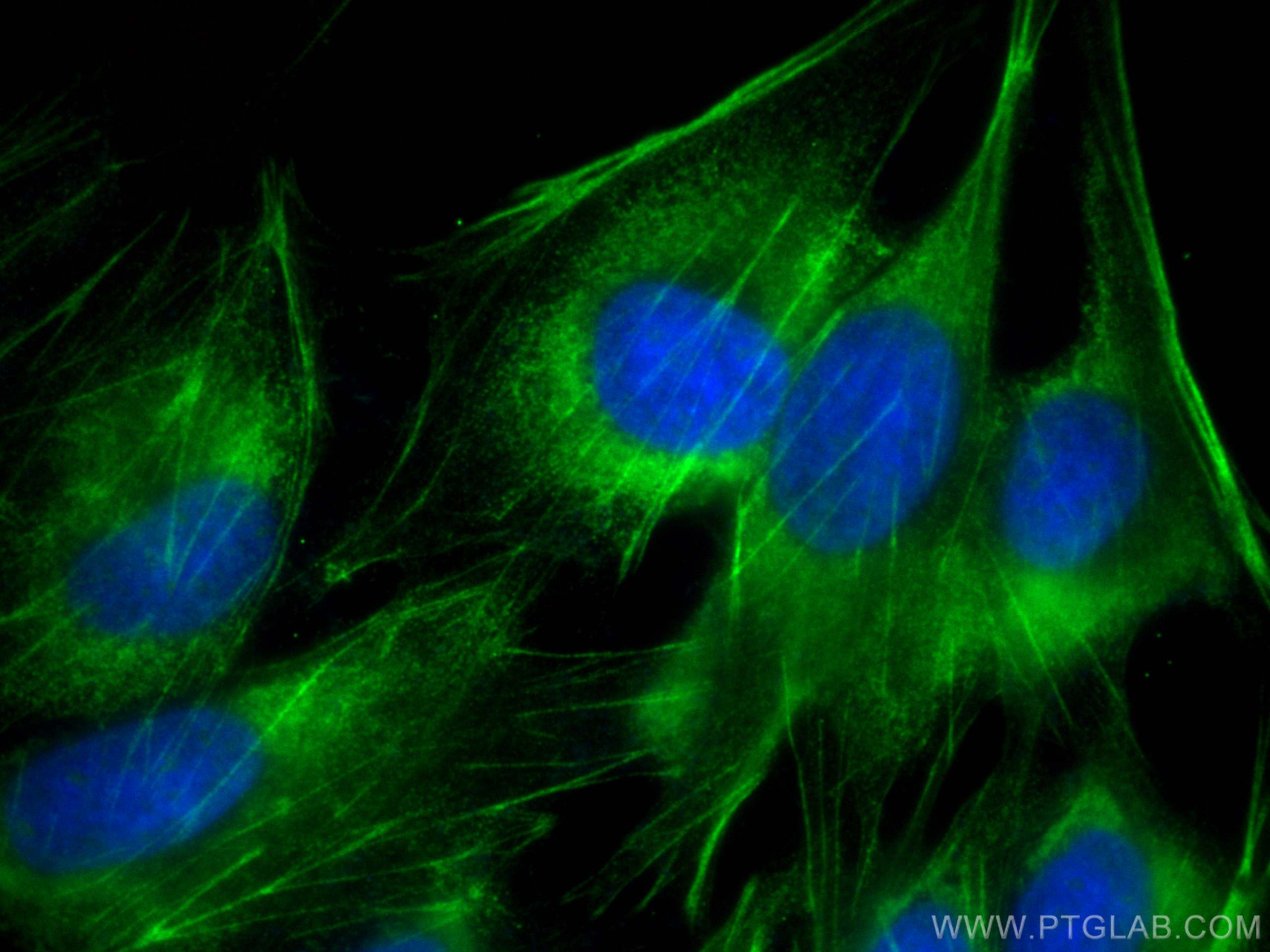 IF Staining of MDCK using CL488-13938