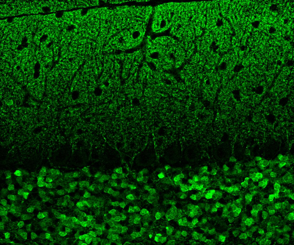 IF Staining of adult mouse cerebellum tissue using 82811-1-RR (same clone as 82811-1-PBS)