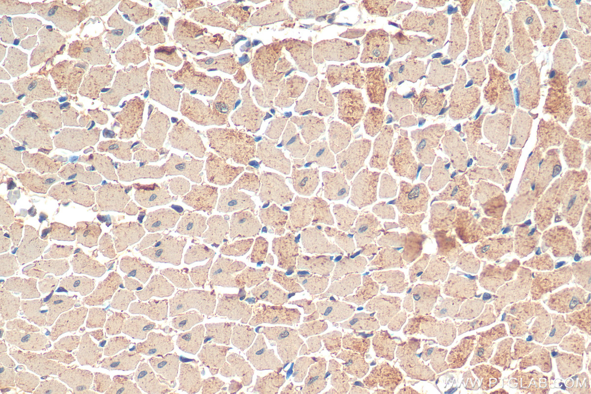 IHC staining of rat heart using 68300-1-Ig