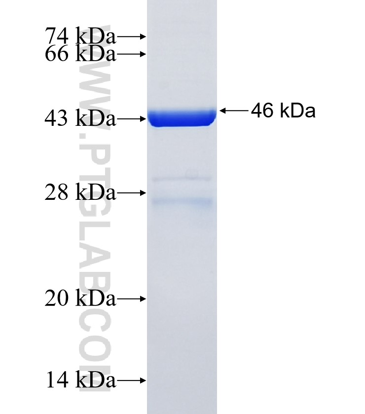 Casp1 fusion protein Ag34441 SDS-PAGE