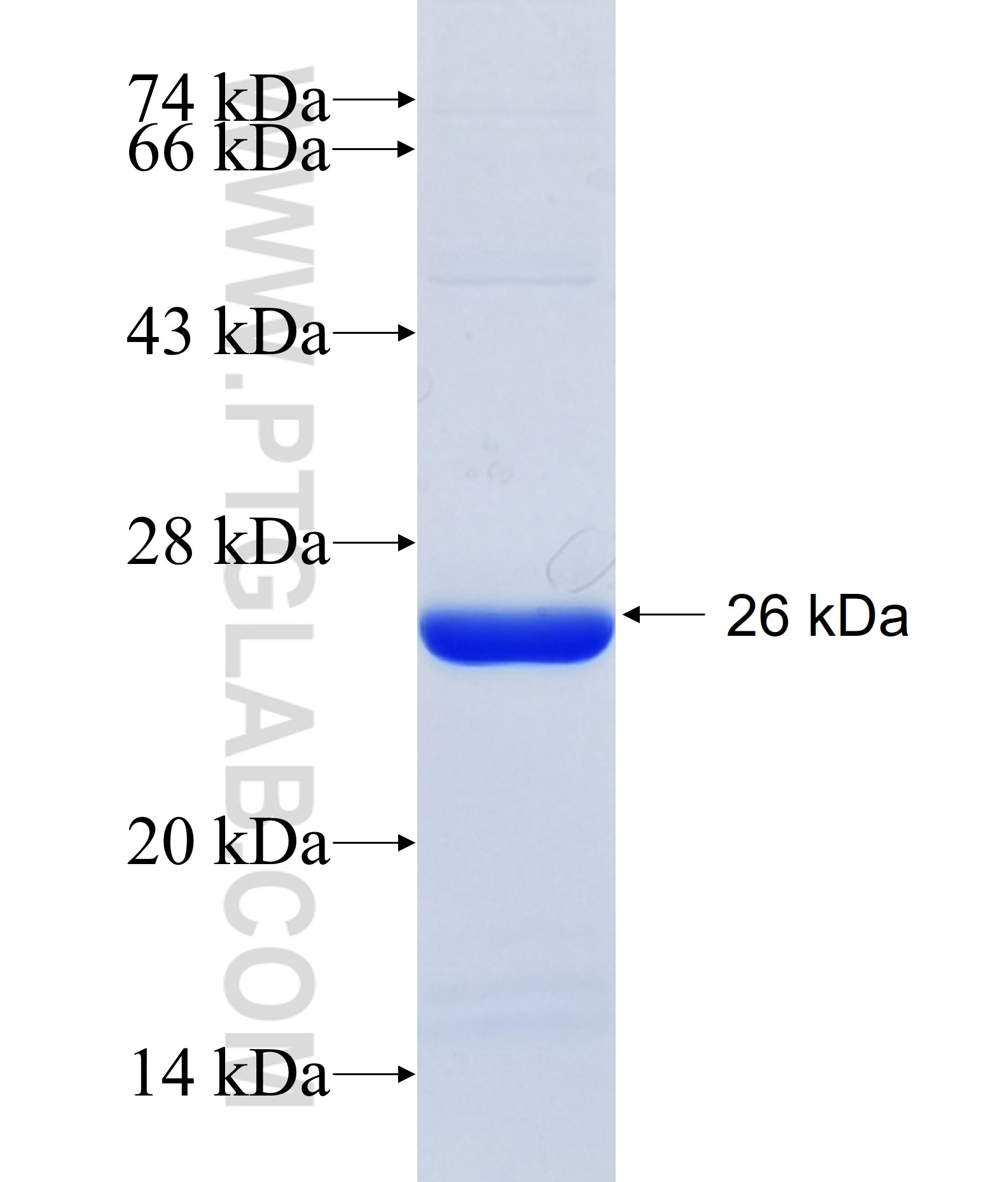 Casp1 fusion protein Ag34461 SDS-PAGE