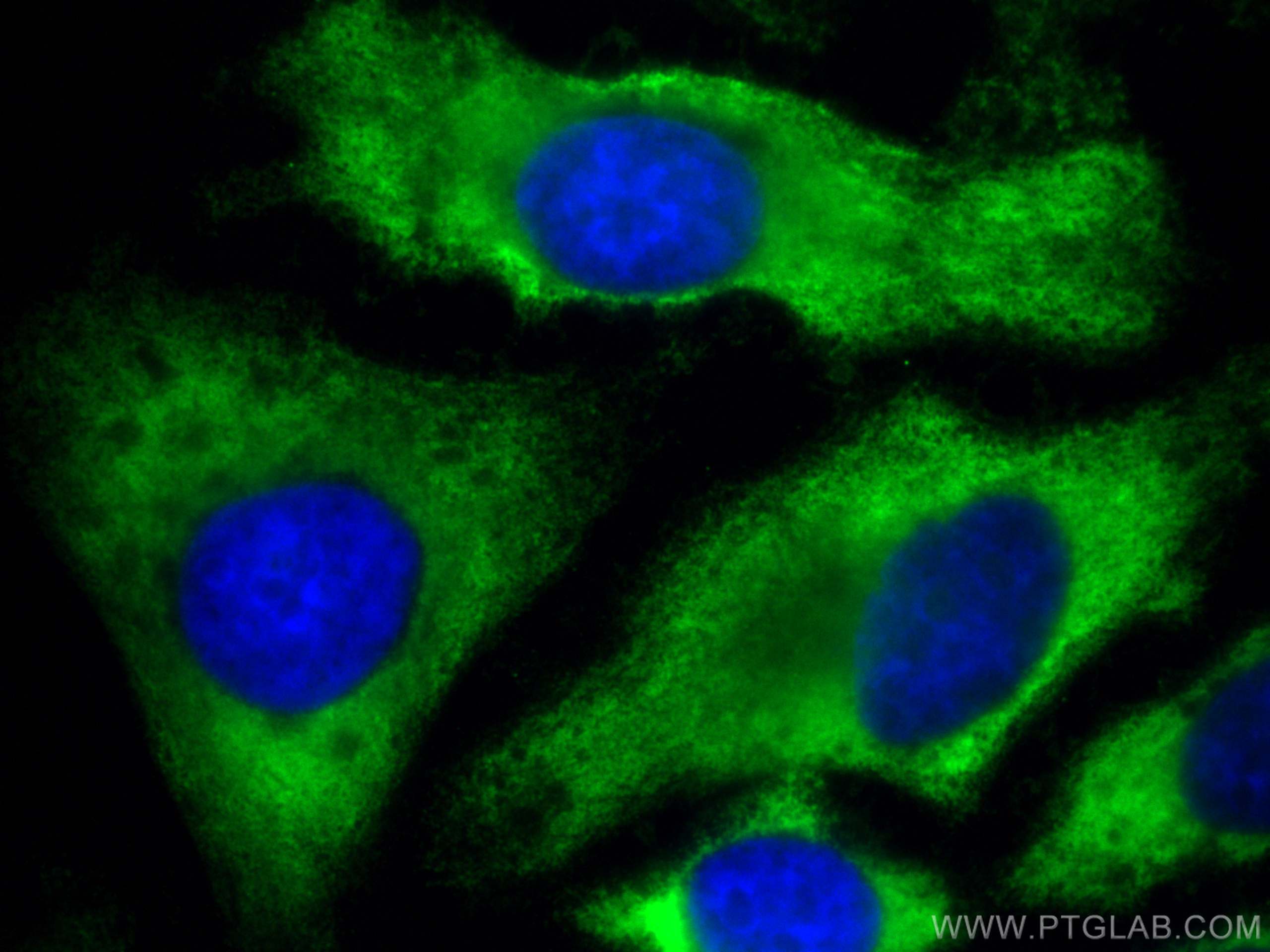 IF Staining of HeLa using CL488-66093