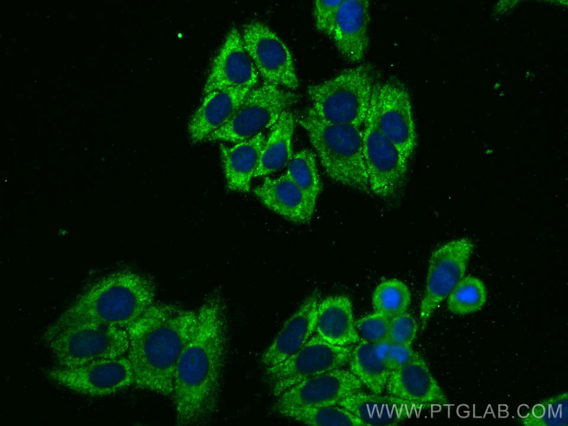 IF Staining of HepG2 using CL488-66765