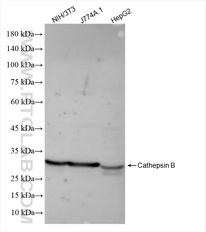 Cathepsin B