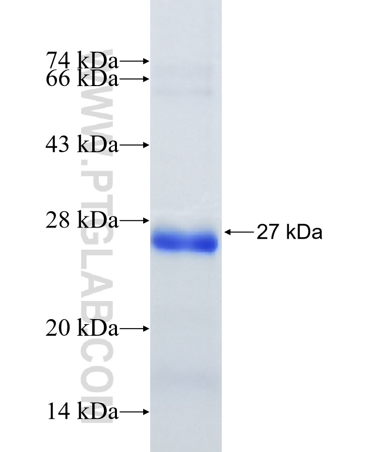 Cathepsin B fusion protein Ag30075 SDS-PAGE