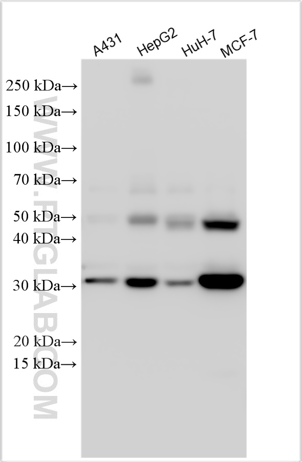 WB analysis using 31516-1-AP