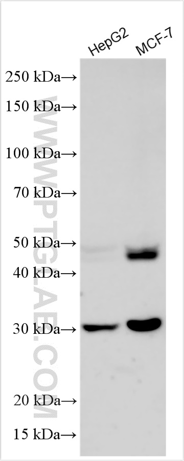 WB analysis using 83743-5-RR