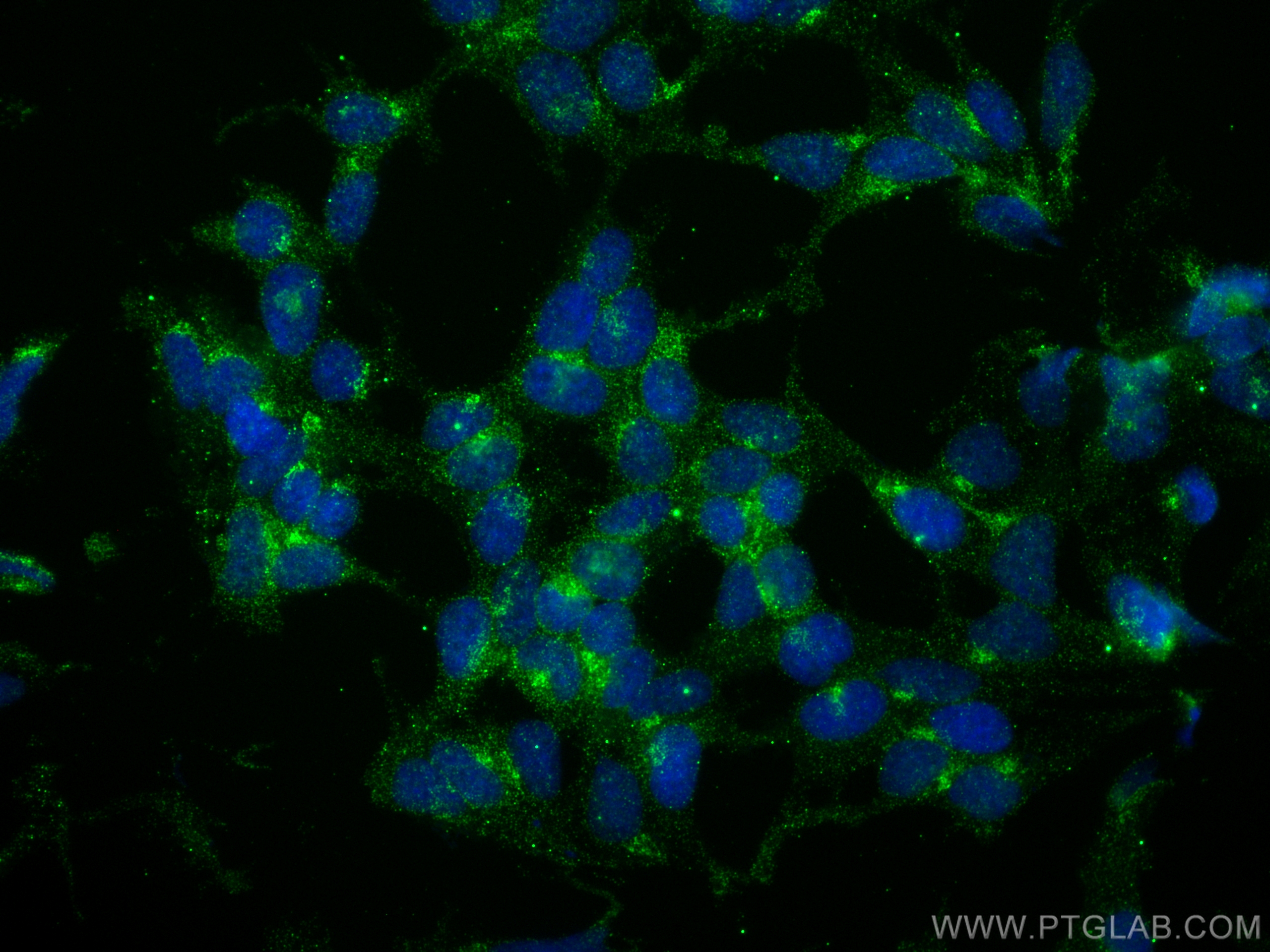 IF Staining of HEK-293 using 66914-1-Ig (same clone as 66914-1-PBS)