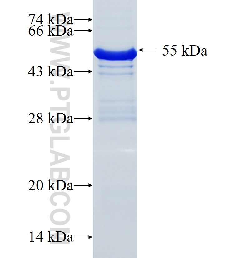 Cd44 fusion protein Ag33515 SDS-PAGE