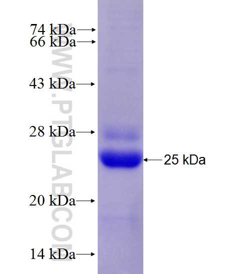 Cd68 fusion protein Ag27775 SDS-PAGE