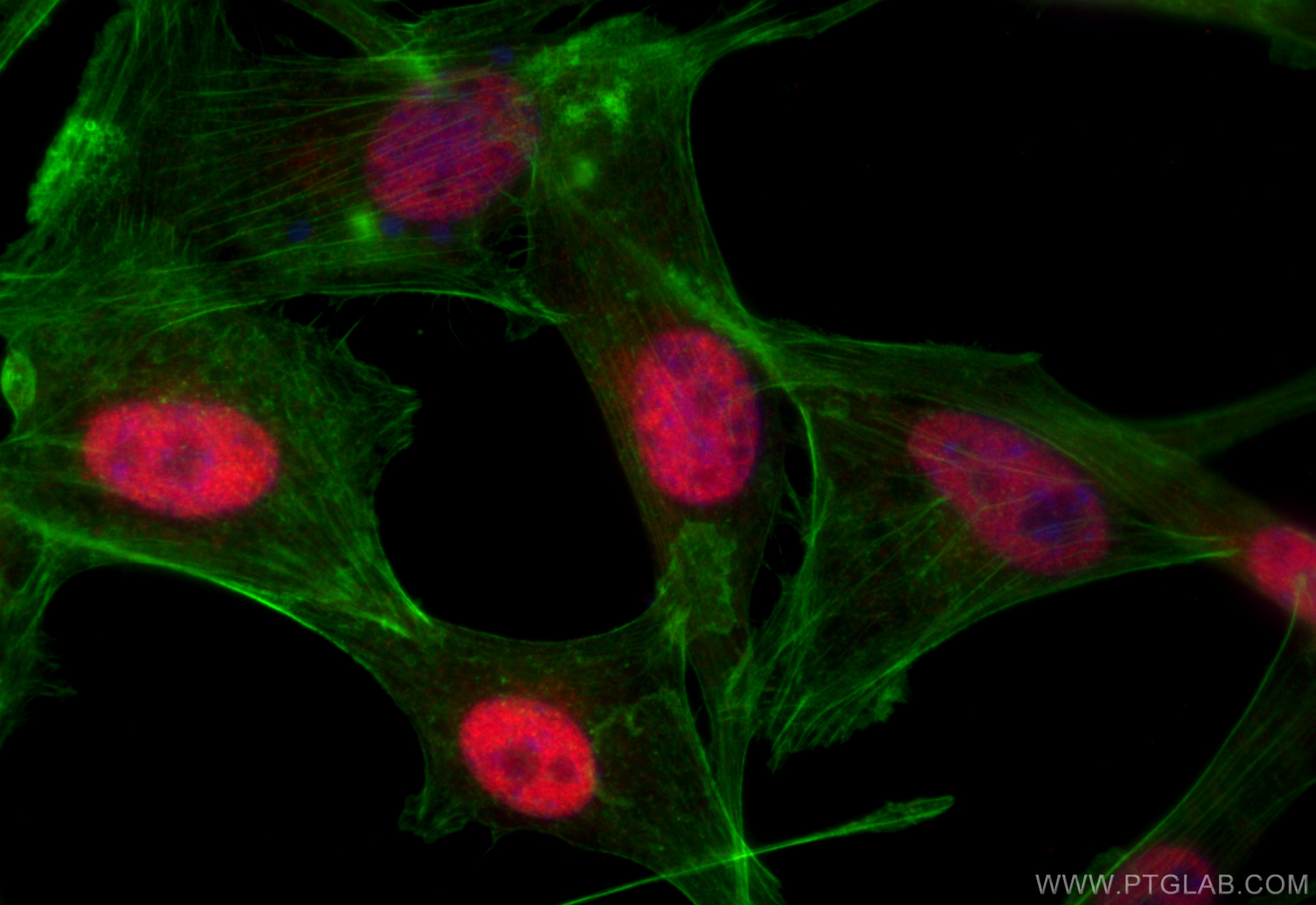 IF Staining of NIH/3T3 using 28248-1-AP