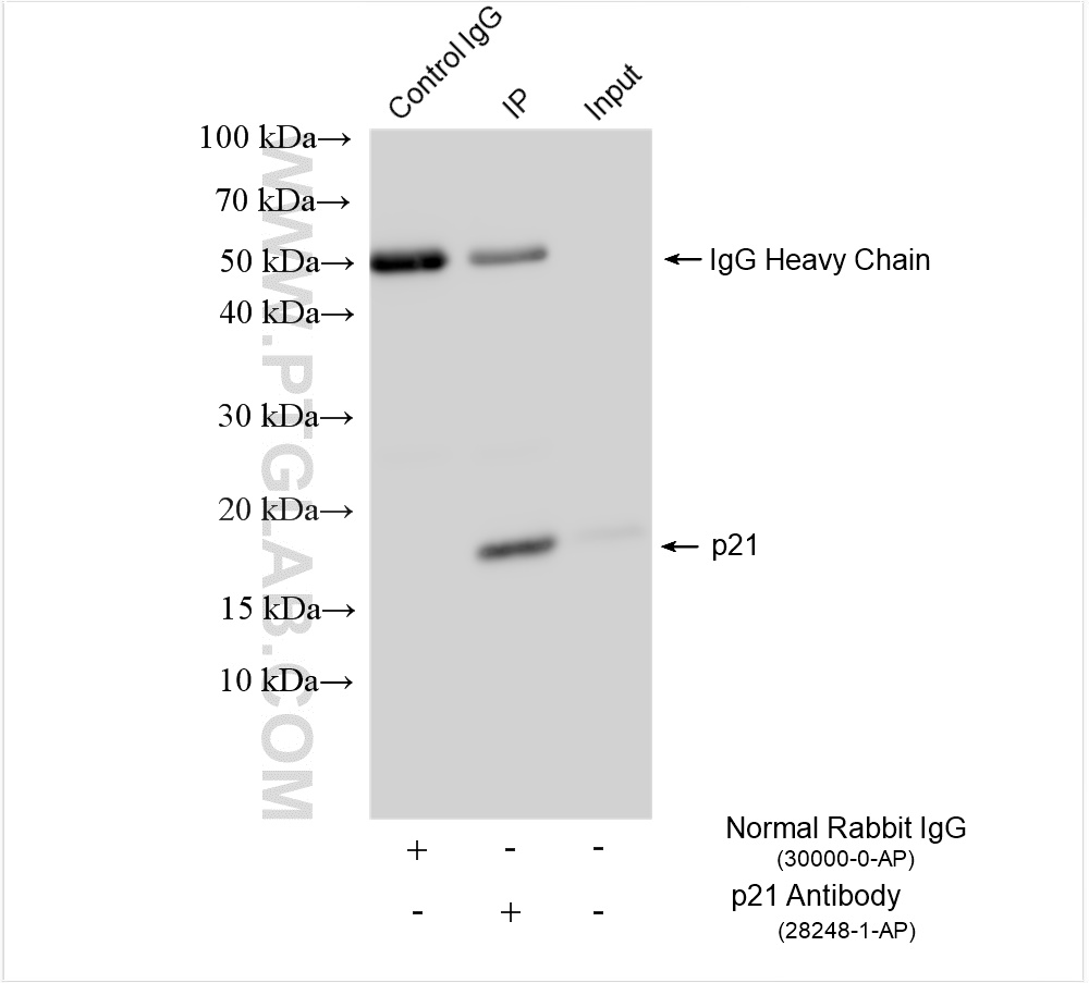 IP experiment of NIH/3T3 using 28248-1-AP