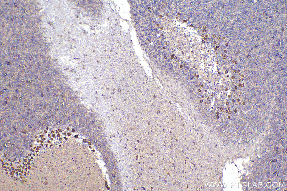 IHC staining of mouse cerebellum using 26457-1-AP