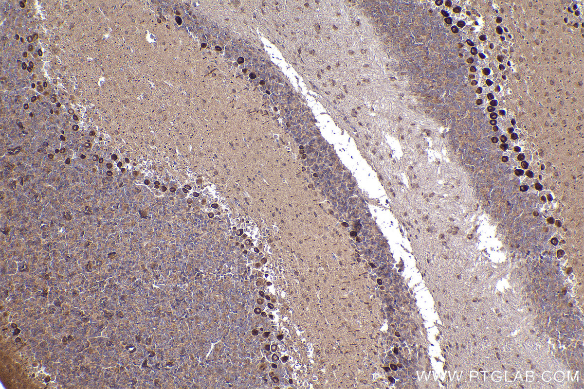 IHC staining of mouse cerebellum using 67631-1-Ig (same clone as 67631-1-PBS)