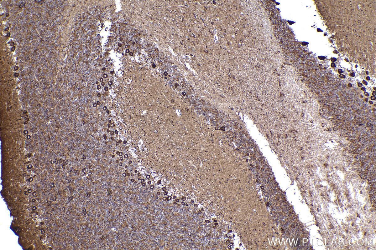 IHC staining of mouse cerebellum using 84285-3-RR