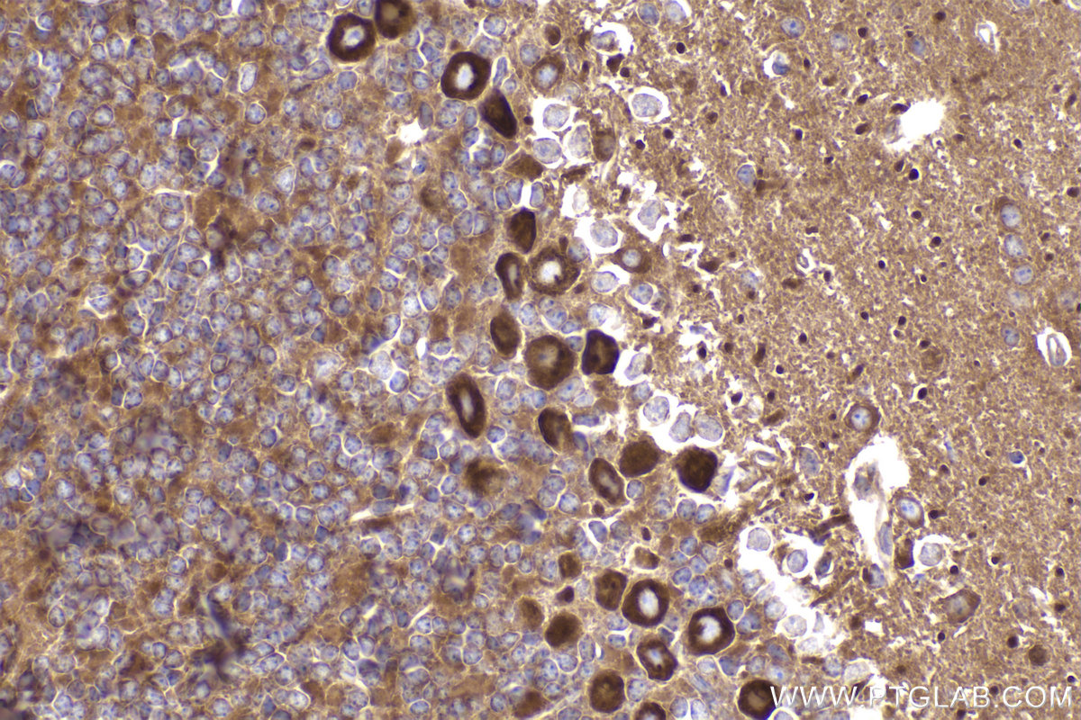 IHC staining of mouse cerebellum using 84285-3-RR